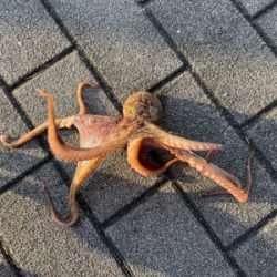 梅雨の中休みにオクトパッシング