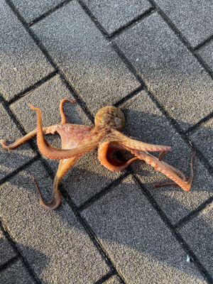 梅雨の中休みにオクトパッシング