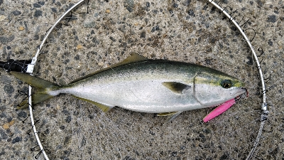 ショアジギング調査