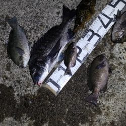 5/9釣果チヌ!グレ!