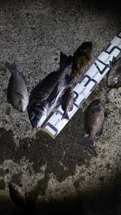 5/9釣果チヌ！グレ！