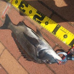 グラスロッドで　～辰巳橋～