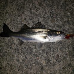 夜練釣行