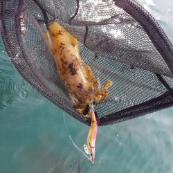 マイボートエギング