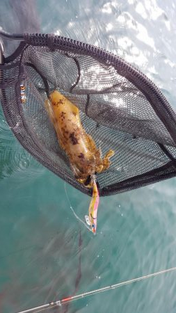 マイボートエギング