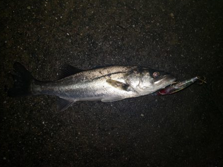 夜練釣行