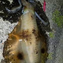 久しぶりのキロアップ(^^)