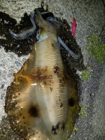 久しぶりのキロアップ(^^)