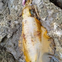 朝練キロアップ(^^)