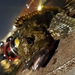 カンパリデビュー