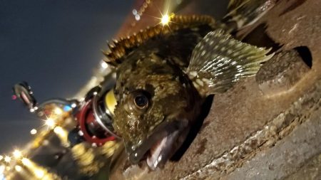 カンパリデビュー