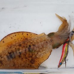 今季初2kgオーバー