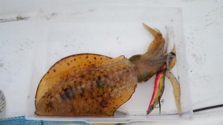 今季初2kgオーバー