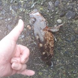 ミノカサゴとゴッチョウ狙いで！！