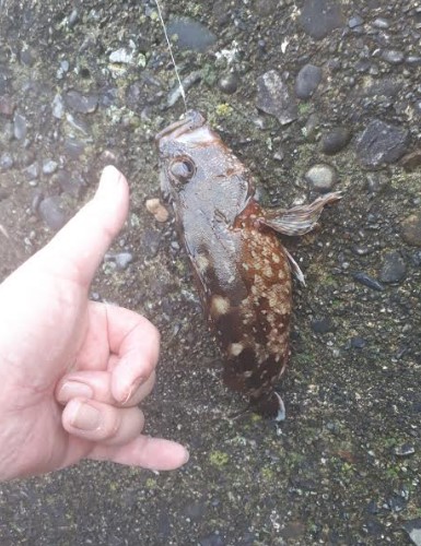 ミノカサゴとゴッチョウ狙いで！！