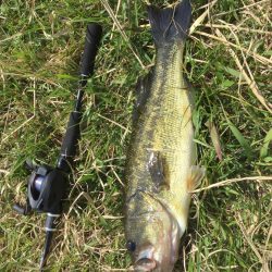 泳がせ釣りでデカバス!