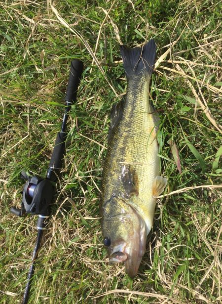 泳がせ釣りでデカバス!