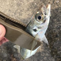 朝マズメのアジングでアジ10匹GET