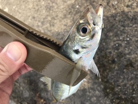 朝マズメのアジングでアジ10匹GET