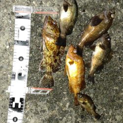 渋かったが楽しめた　超大物の引き