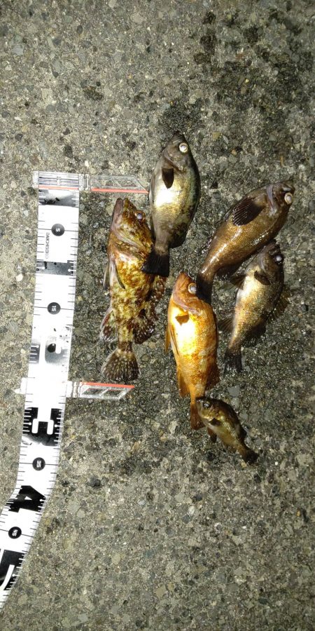 渋かったが楽しめた　超大物の引き