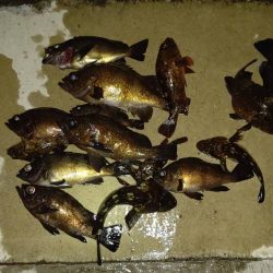 メバルもシーズン終盤でも数釣れて楽しい