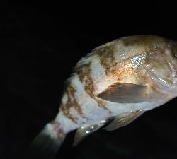 青イソメでメバル釣り