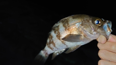 青イソメでメバル釣り