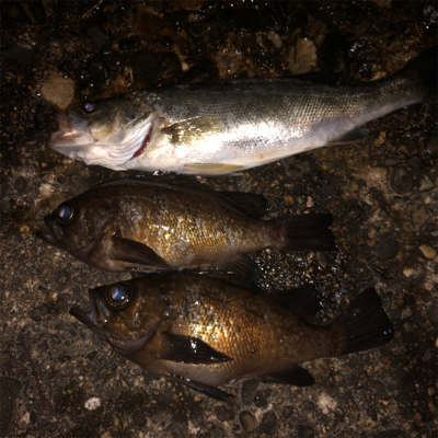 デカ梅雨メバル