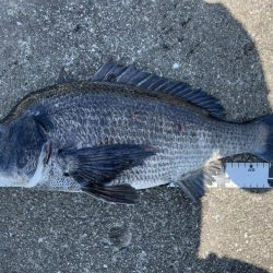 イチノ兄弟、釣果!