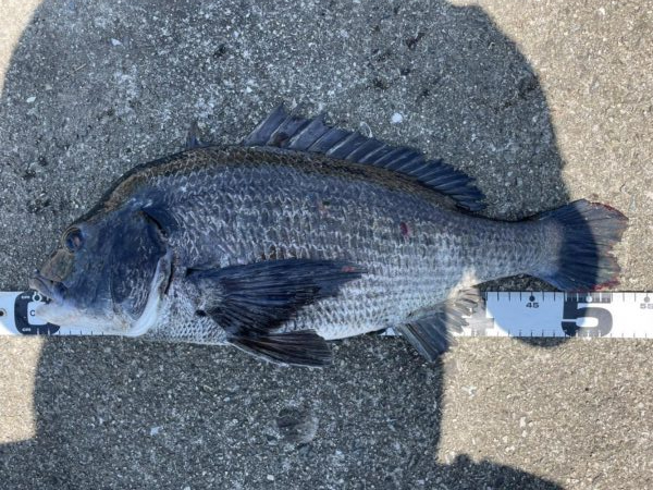 イチノ兄弟、釣果！