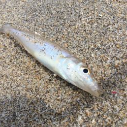 キス釣り上向き