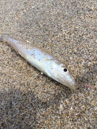 キス釣り上向き