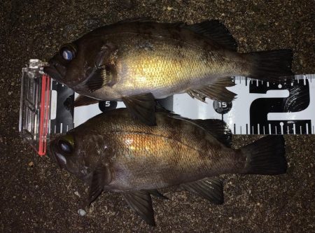 中型メバル連発