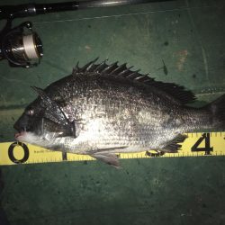 @バチシーバスとまさかの年無しチヌ