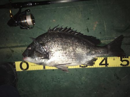 @バチシーバスとまさかの年無しチヌ