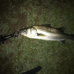 バチ抜けシーバスボイル撃ち