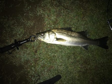 バチ抜けシーバスボイル撃ち