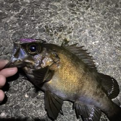 メバル釣行