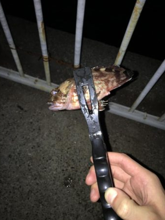 まずめ時のカサゴ