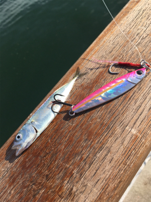 ツバスちゃん、マイクロサバ、ハマチ50cm。。。