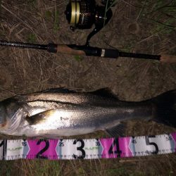 シーバス行ってきました。