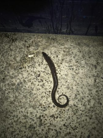 今日も底物だけ…