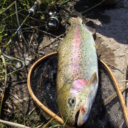 中部天神川水系のニジマス