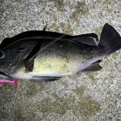 まだまだ釣れるめばめば太