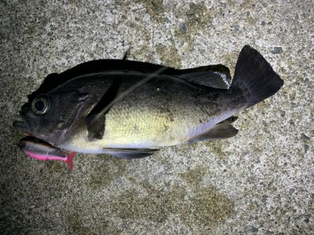 まだまだ釣れるめばめば太