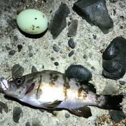 メバルの数釣り
