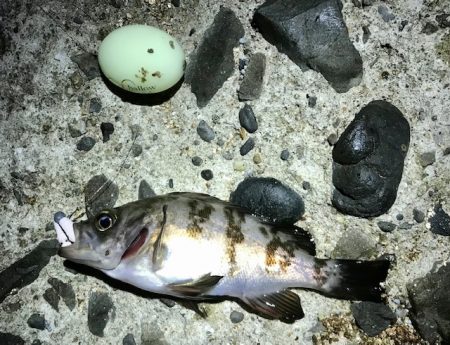 メバルの数釣り