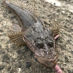 フラットフィッシュのディゲーム