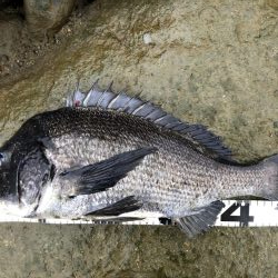 イチノ兄弟、釣果！